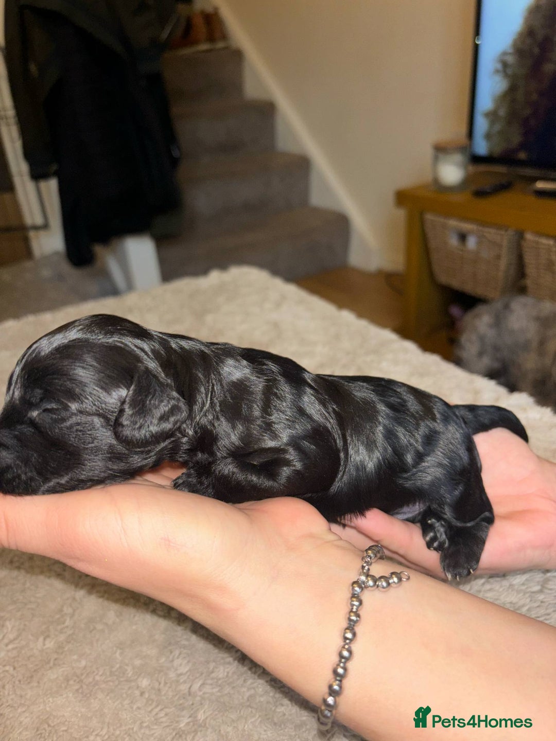 Cockapoo dogs for sale: Cockapoo puppies 🐶 - Image 11