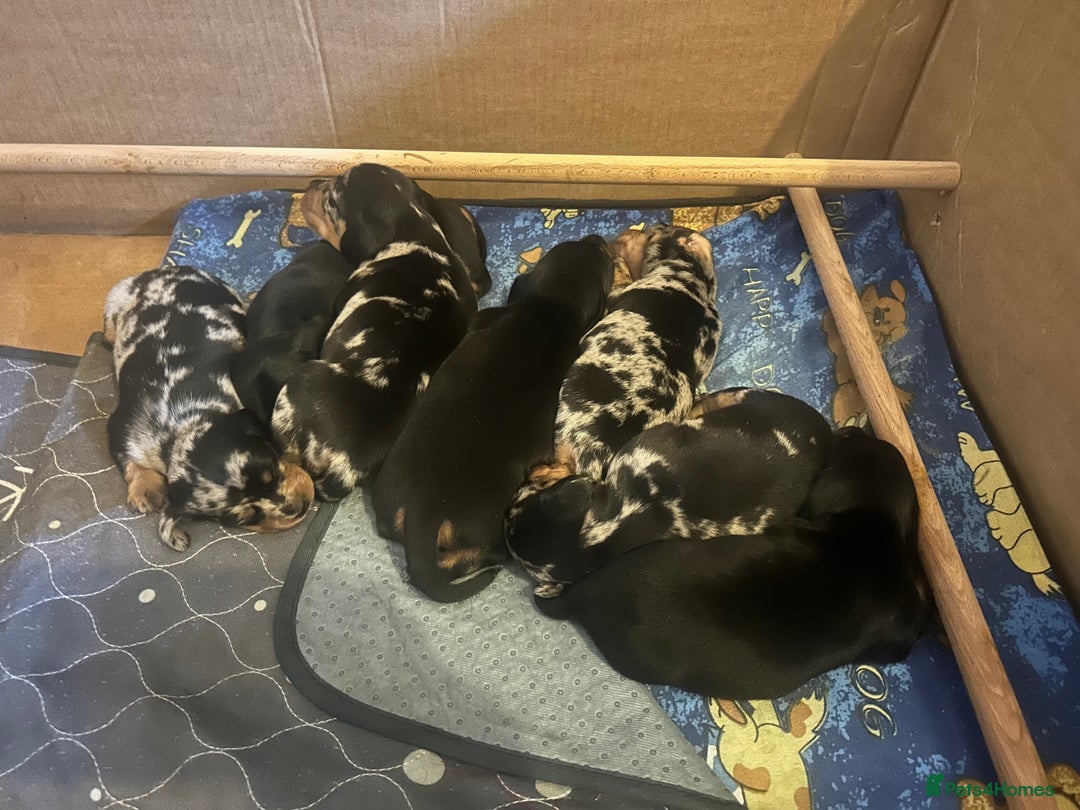 Miniature Dachshund dogs for sale: miniature dash hounds - Advert 13