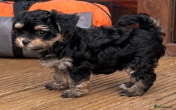 Maltipoo dogs for sale: Tiny maltipoo puppies  - Image 9