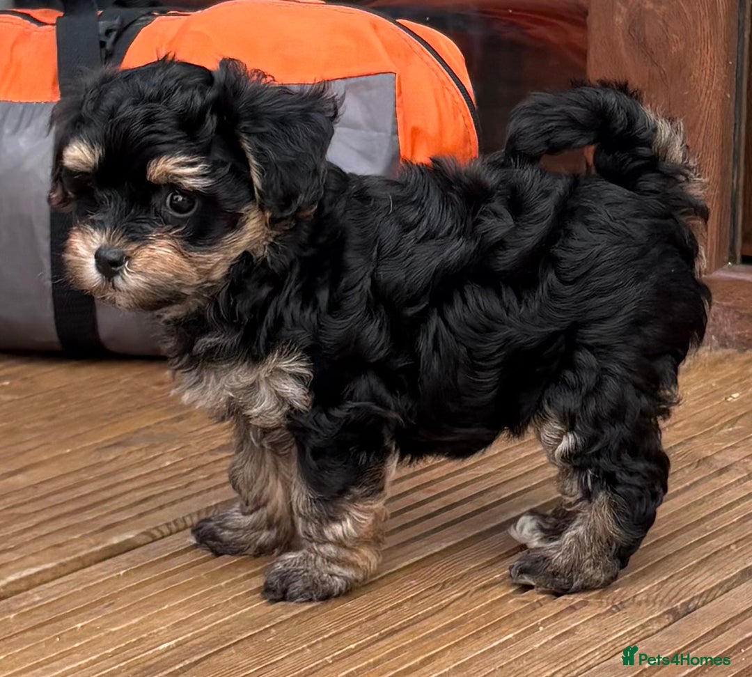 Maltipoo dogs for sale: Tiny maltipoo puppies  - Image 9