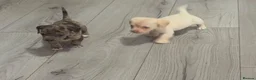 Jackshund dogs for sale: Beautiful jackweenies for sale  - Advert 29