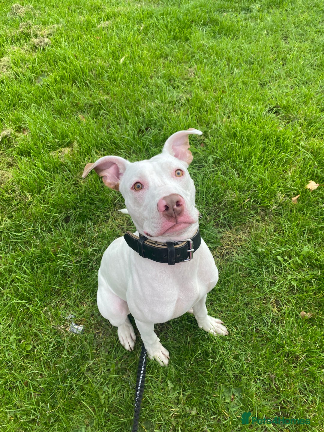 Mixed Breed dogs for sale: Stunning White Male - Image 6