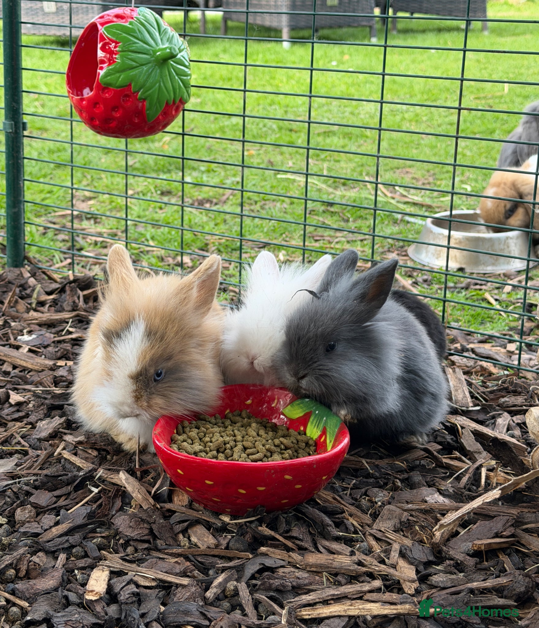 Mini Lion Lop rabbits Mini Lion Lops - Advert 2