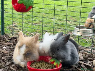 Mini Lion Lop rabbits Mini Lion Lops - Advert 4