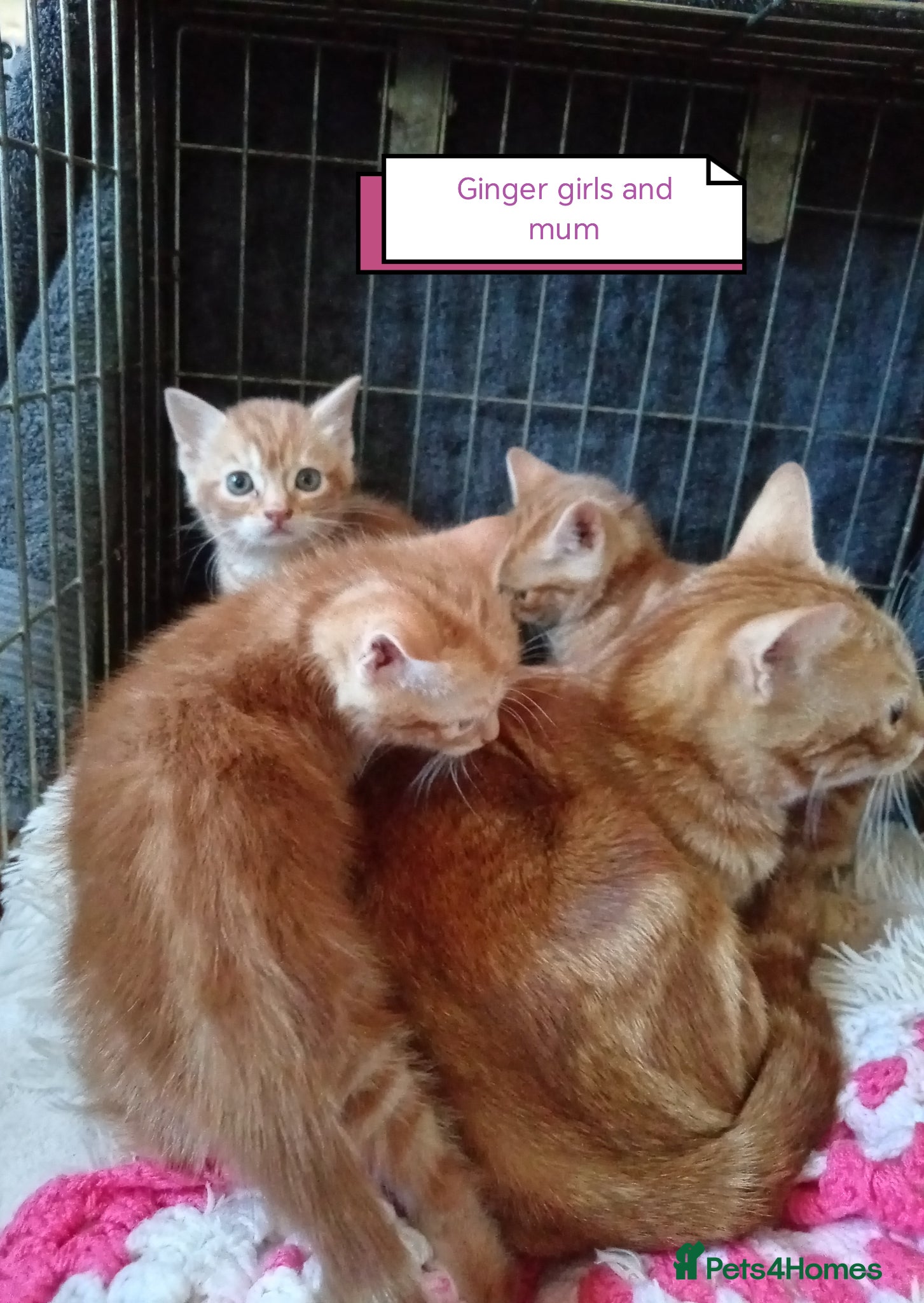 Mixed Breed cats Ginger kittens 3 girls 3 boys - Advert 9