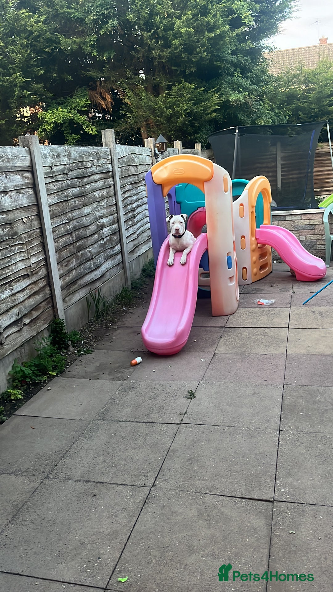 Staffordshire Bull Terrier dogs for sale: 9 month old puppy  - Image 7