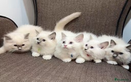 Ragdoll cats for sale: Ragdoll kittens for sale - Image 1