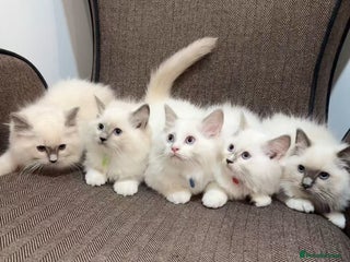 Ragdoll cats for sale - Advert 1