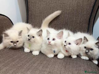 Ragdoll cats Ragdoll kittens for sale - Advert 21