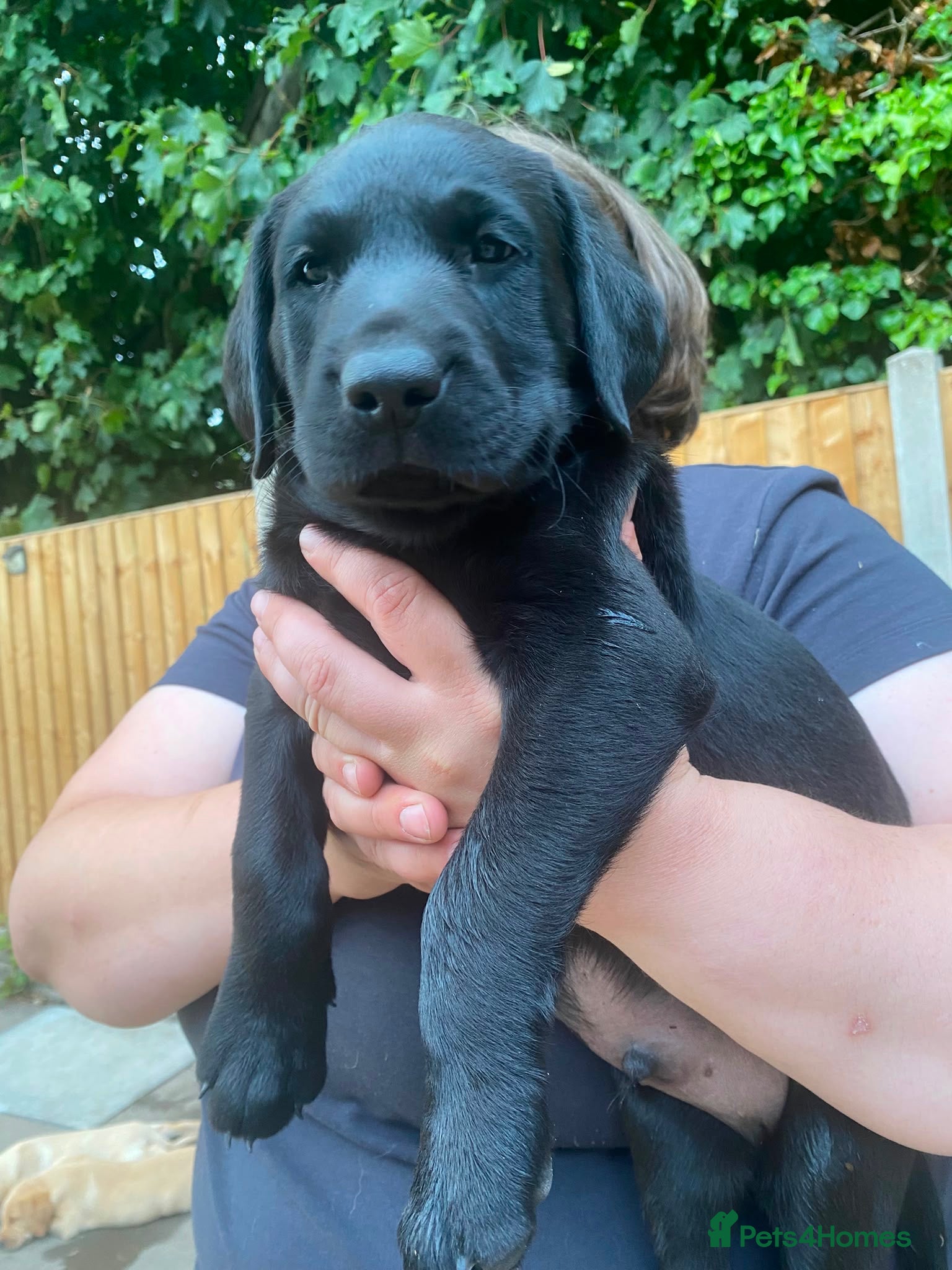 Labrador Retriever dogs FTCh Gunnerspeg Gambler × Greenbriar Tanzanite - Advert 2