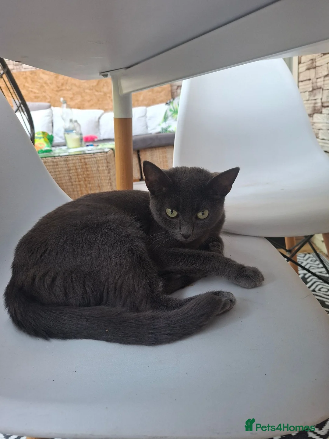 Mixed Breed cats for sale: 2 kittens for sale in Southampton - Advert 2