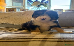 Bearded Collie dogs for sale: 💥3/4 beautiful BEARDIE BOY! 💥 - Advert 40