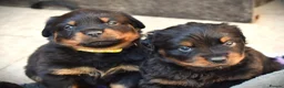 Rottweiler dogs for sale: Rottweilers KC reg full tested TOP QUALITY  - Advert 20