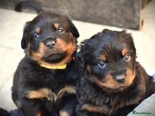 Rottweiler dogs Rottweilers 5 short coats❤️2 long coats - Advert 5