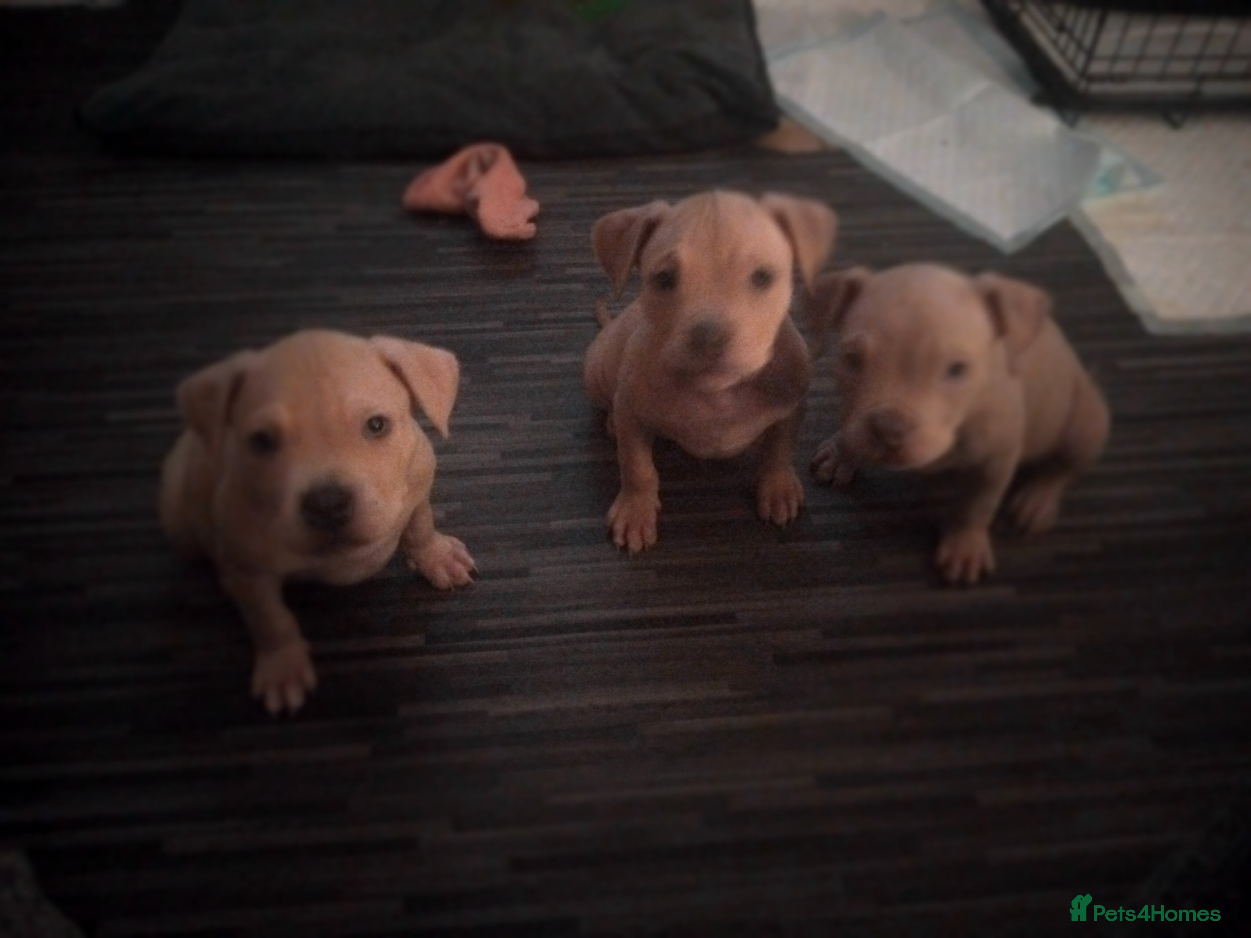 Mixed Breed dogs Staffordshire bull terrier X puppies - Advert 10