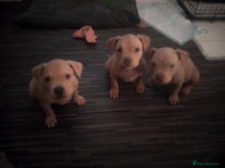 Mixed Breed dogs Staffordshire bull terrier X puppies - Advert 10