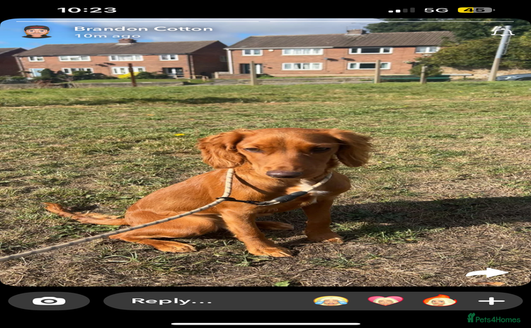 Sprocker dogs - Advert 1