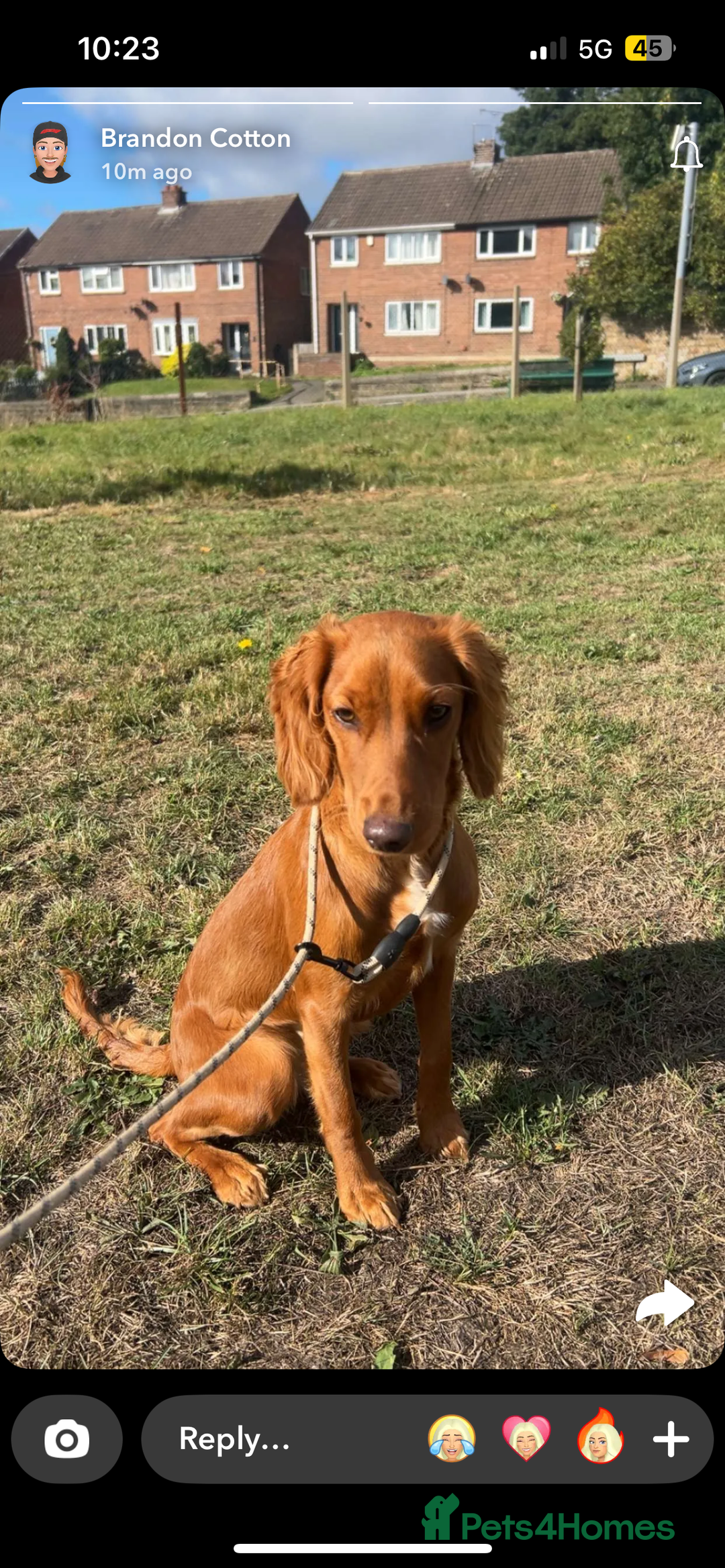 Sprocker dogs for sale: Sproka 9 months  - Image 1