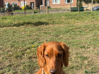 Sprocker dogs - Advert 21