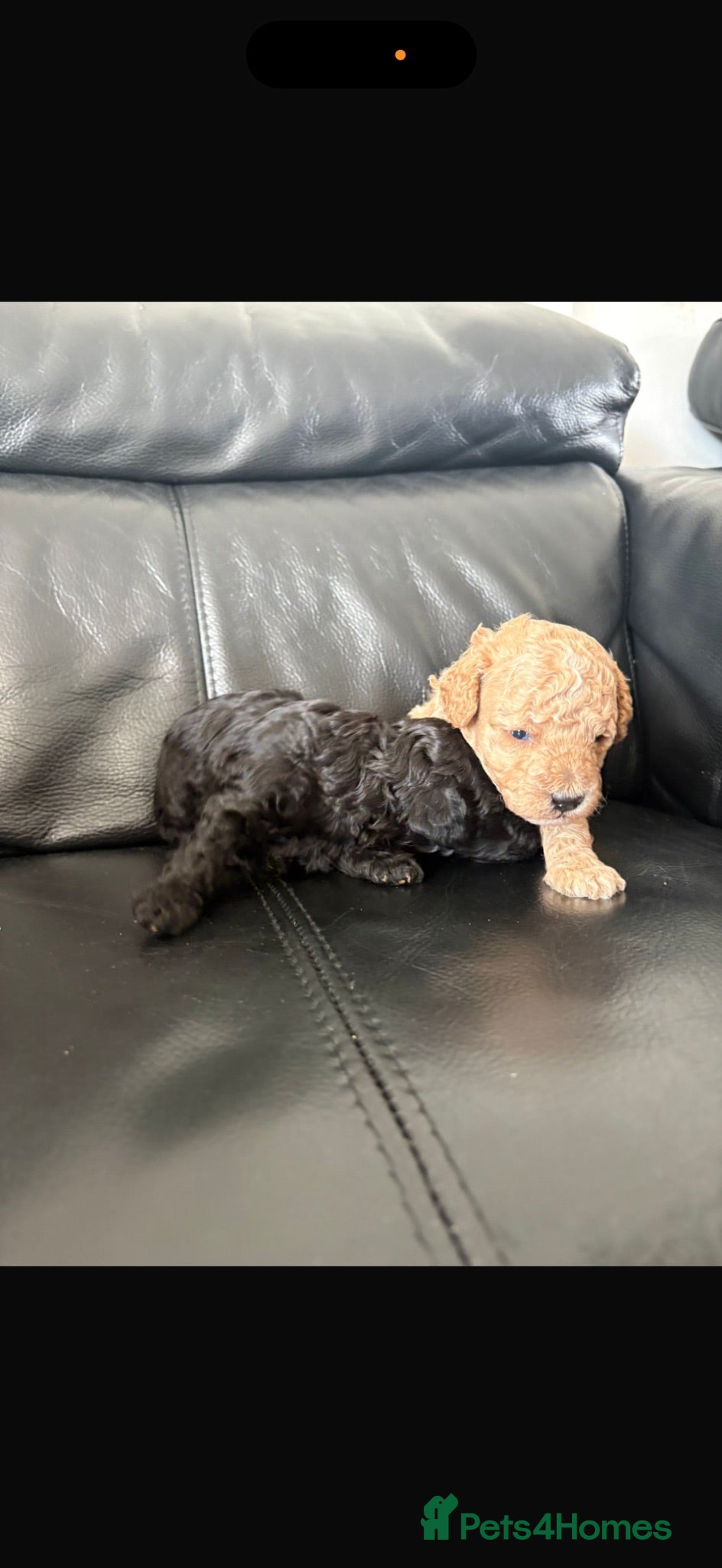 Toy Poodle dogs Toy poodle  - Advert 12