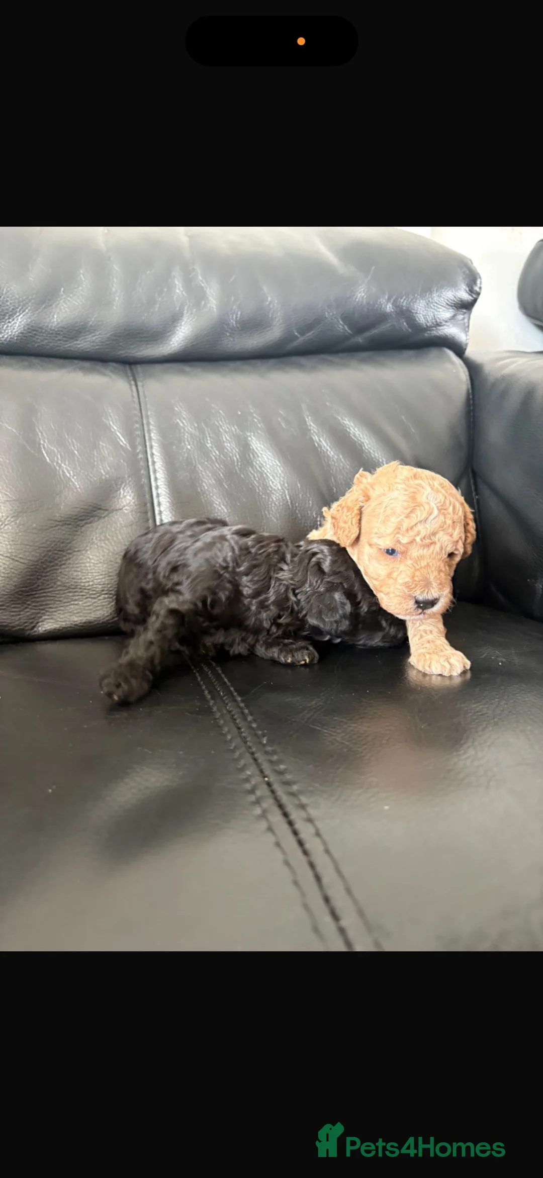 Toy Poodle dogs for sale: Toy poodle  in Oxford - Advert 1