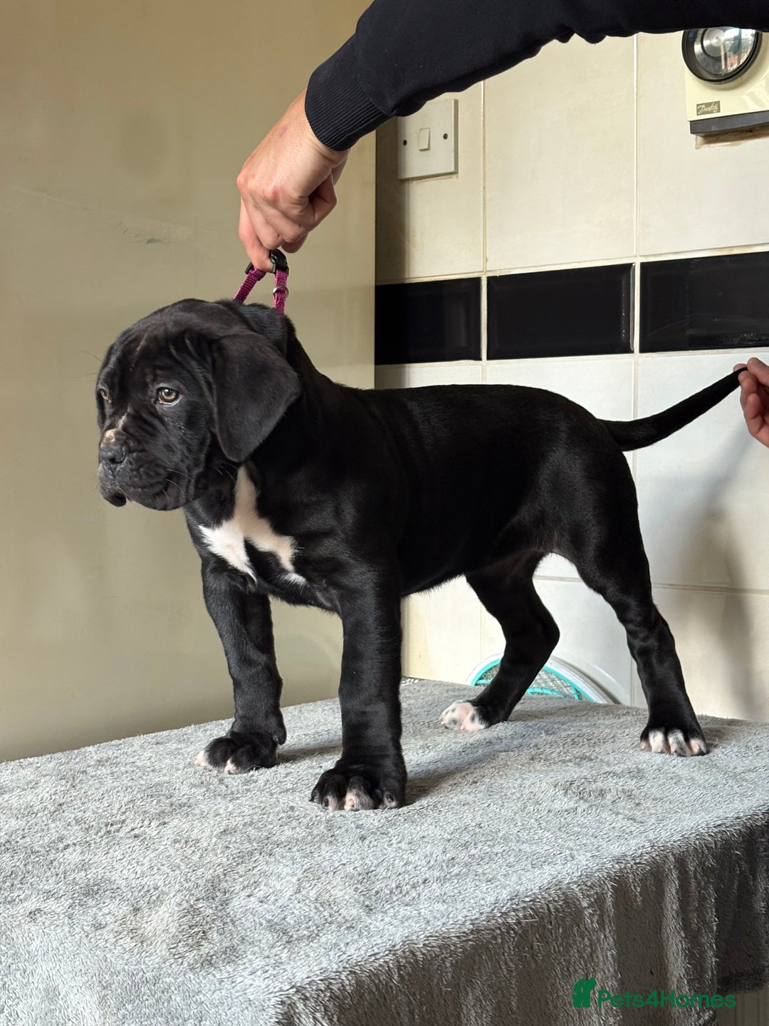 Cane Corso dogs for sale: *PRICE DROP* HUGE STUNNING FULL PEDIGREE FEMALES - Advert 4
