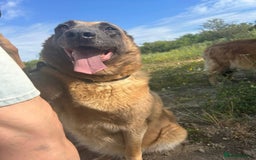 Belgian Shepherd Dog dogs for adoption: Ava - Norwich Norfolk  - Image 2