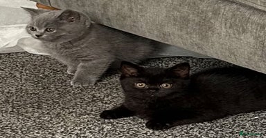 British Shorthair cats - Advert 9