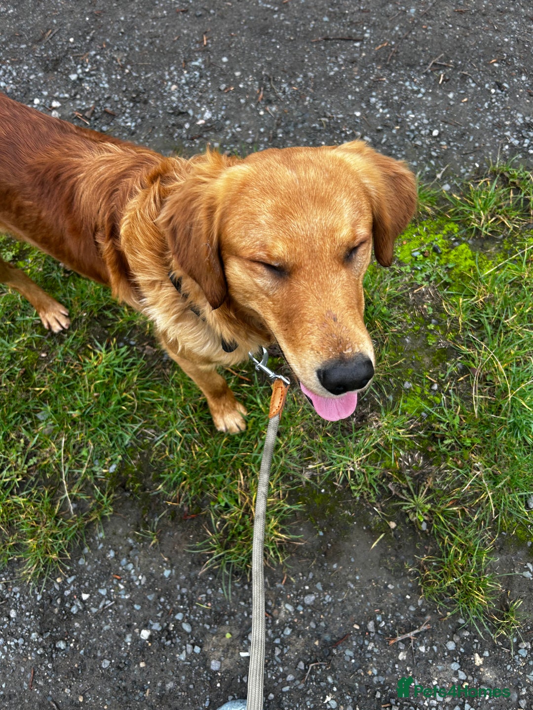 Golden Retriever dogs for sale: Trained Golden Retriever for sale  - Image 3