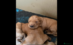 Golden Retriever dogs for sale: KC reg fox Red golden retrievers  - Image 12