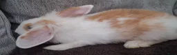 Lionhead rabbits for sale: Baby bunnies for sale - Advert 3