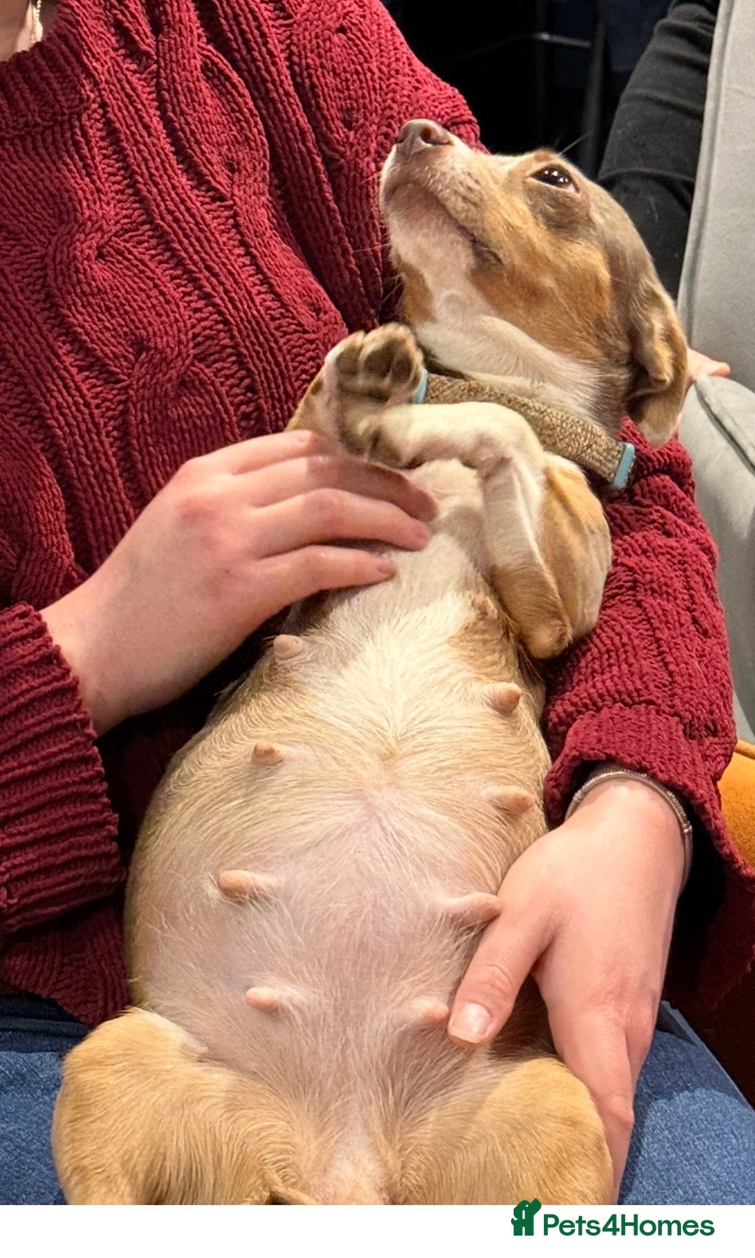 Jackapoo dogs for sale: Much Wenlock Jackapoo puppies - Rare & Special - Advert 6