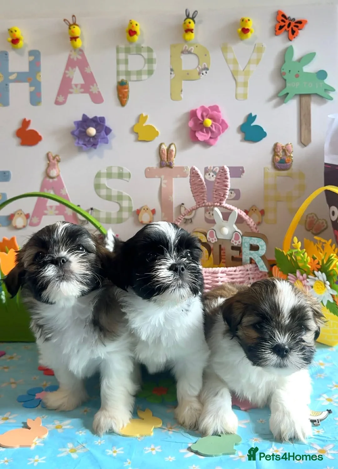Lhasa Apso dogs for sale: Fantastic KC reg Lhasa Apso puppies  - Advert 1
