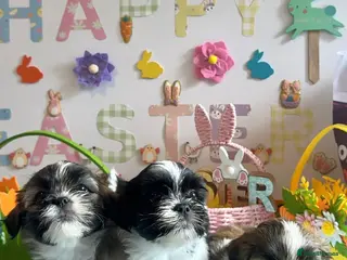 Lhasa Apso dogs Fantastic KC reg Lhasa Apso puppies - Advert 2