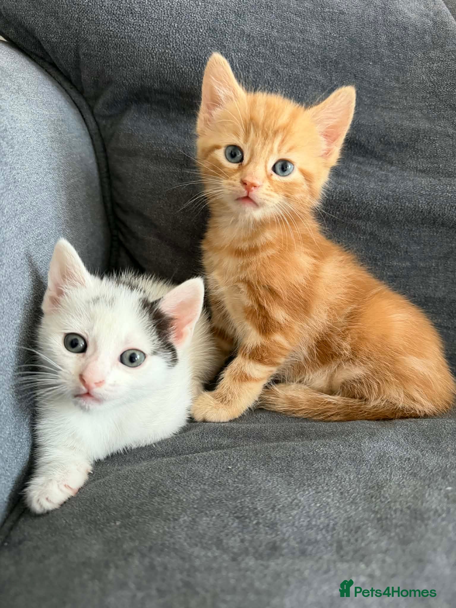 Mixed Breed cats Two little kittens  - Advert 1