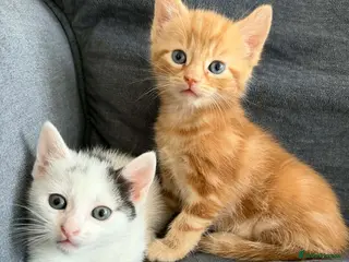 Mixed Breed cats Two little kittens - Advert 1