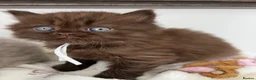British Shorthair cats for sale: British Shorthair-Longhair  - Advert 6