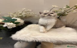 British Shorthair cats for sale: Blue/Lilac/Bicolour & Tortie Full Pedigree Reg BSH - Image 3
