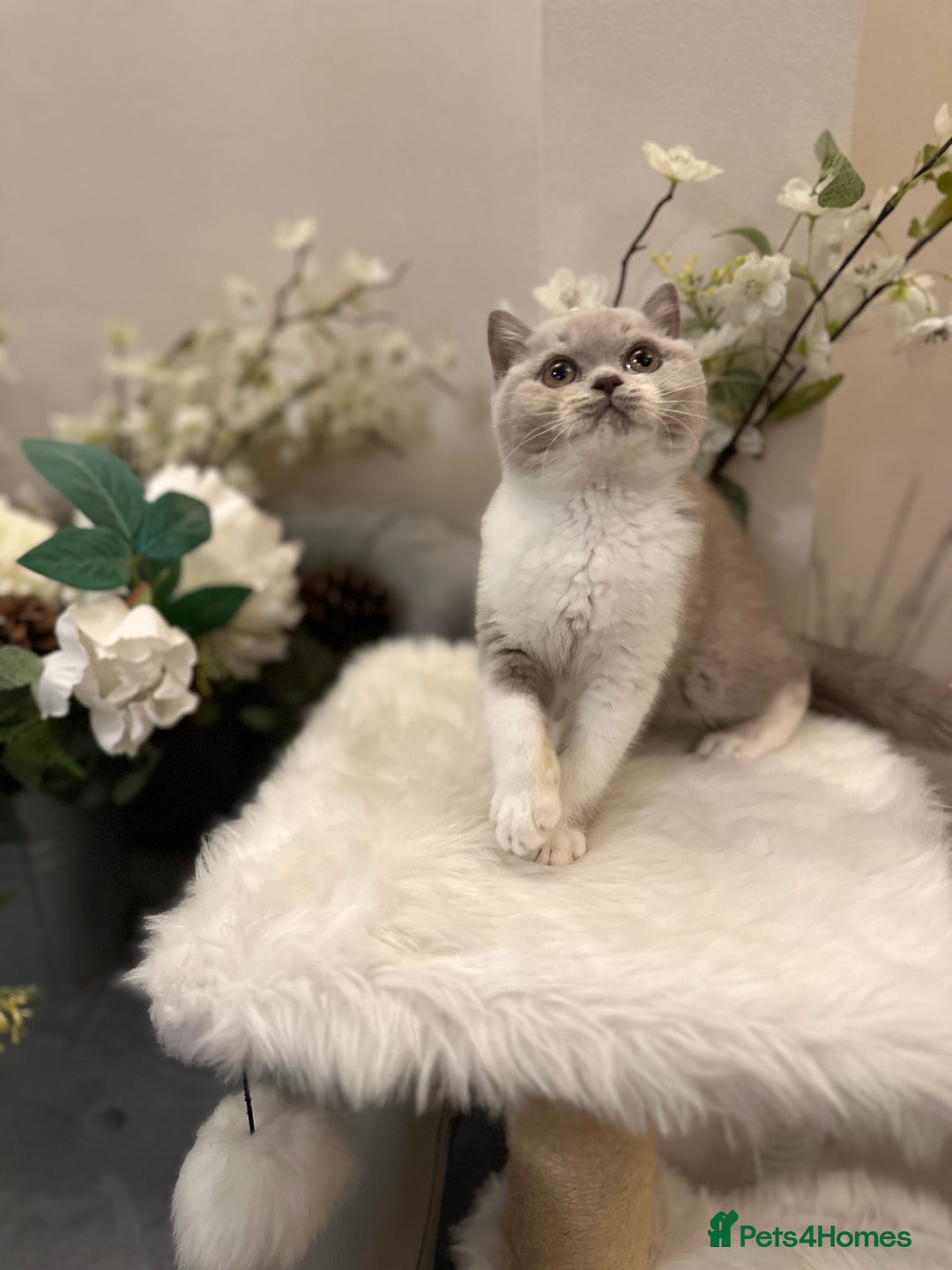 British Shorthair cats for sale: Blue/Lilac/Bicolour & Tortie Full Pedigree Reg BSH - Image 3