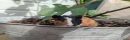 Guinea Pig rodents for sale: Lovely little bonded babies - Advert 5