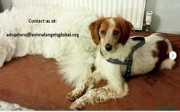 Brittany Spaniel dogs for adoption: Sweet Friendly Active Freckles in Norfolk - Image 7