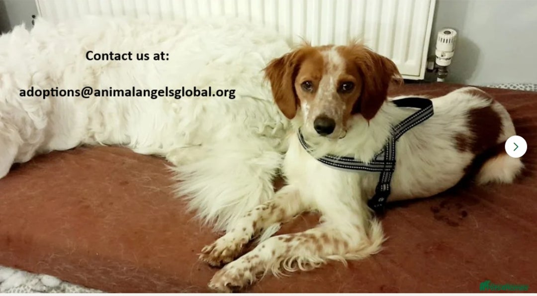 Brittany Spaniel dogs for adoption: Sweet Friendly Active Freckles in Norfolk - Image 7