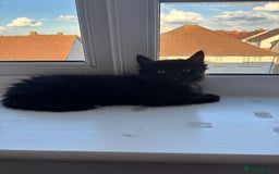 Mixed Breed cats for sale: Long Hair Female Kitten - Image 2