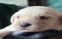 Labrador Retriever dogs for sale: Labrador pups - Image 2