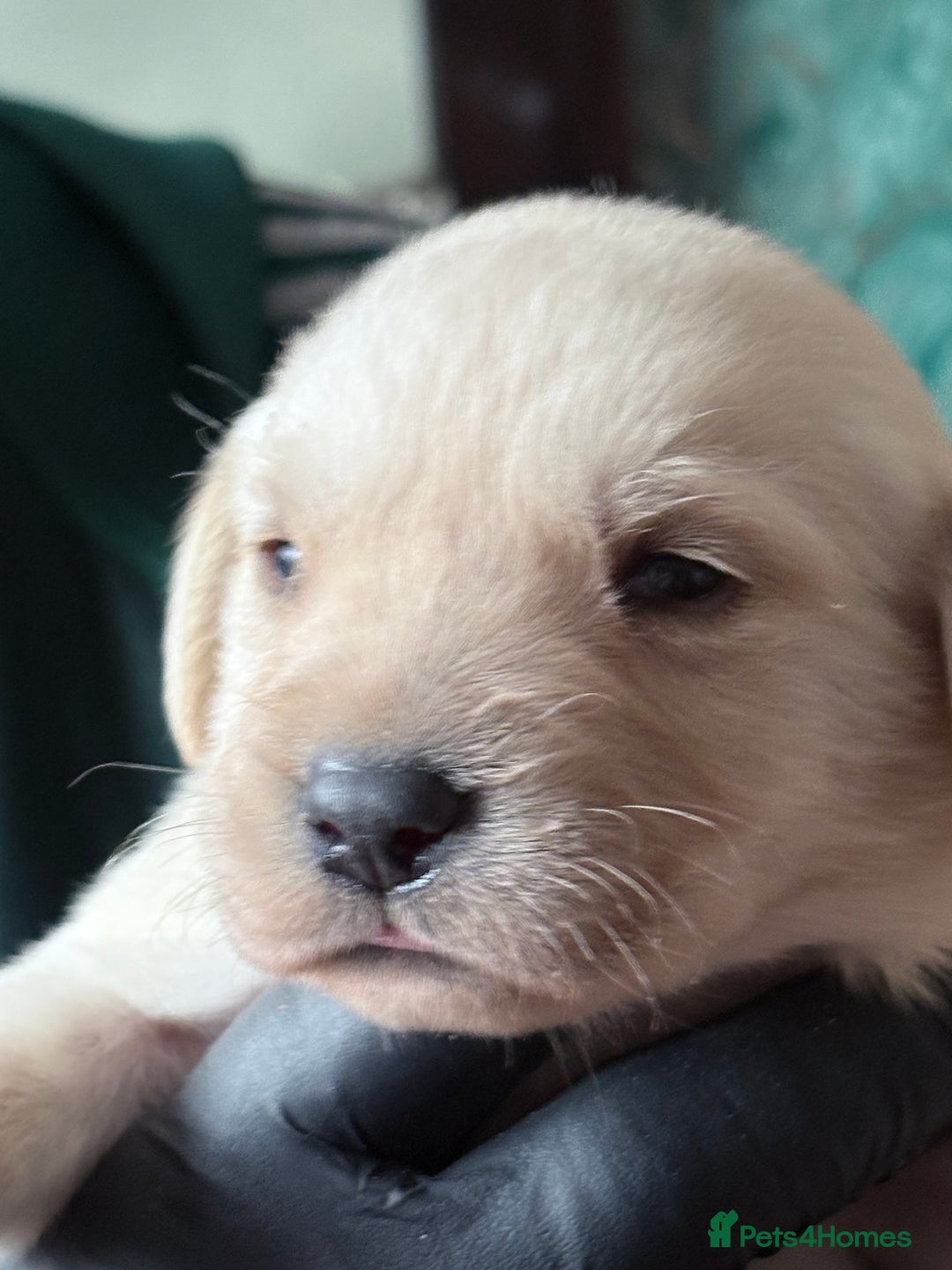 Labrador Retriever dogs for sale: Labrador pups - Image 2