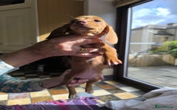 Miniature Dachshund dogs for sale: Superb Miniature KC reg Dachshund puppies - Image 22