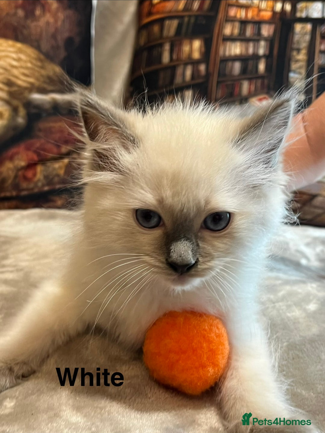 Ragdoll cats for sale: ❤️Amazing Pure Ragdoll Girls Waiting Loving Family - Advert 7