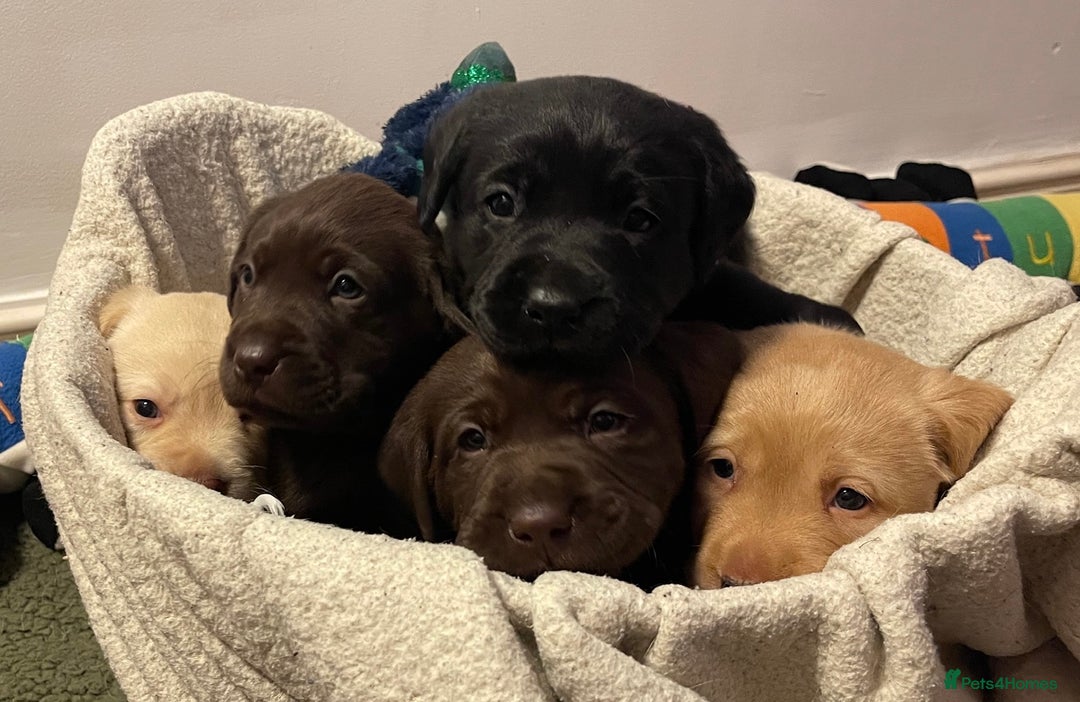 Labrador Retriever dogs for sale: Chunky Labrador Puppies (3 Girls & 2 Boys) - Advert 1