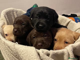 Labrador Retriever dogs Chunky Labrador Puppies (3 Girls & 2 Boys) - Advert 10
