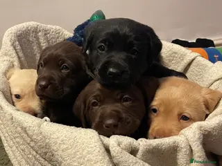 Labrador Retriever dogs Chunky Labrador Puppies (3 Girls & 2 Boys) - Advert 14
